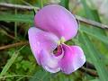 Narrow-Leaved Zombi Pea